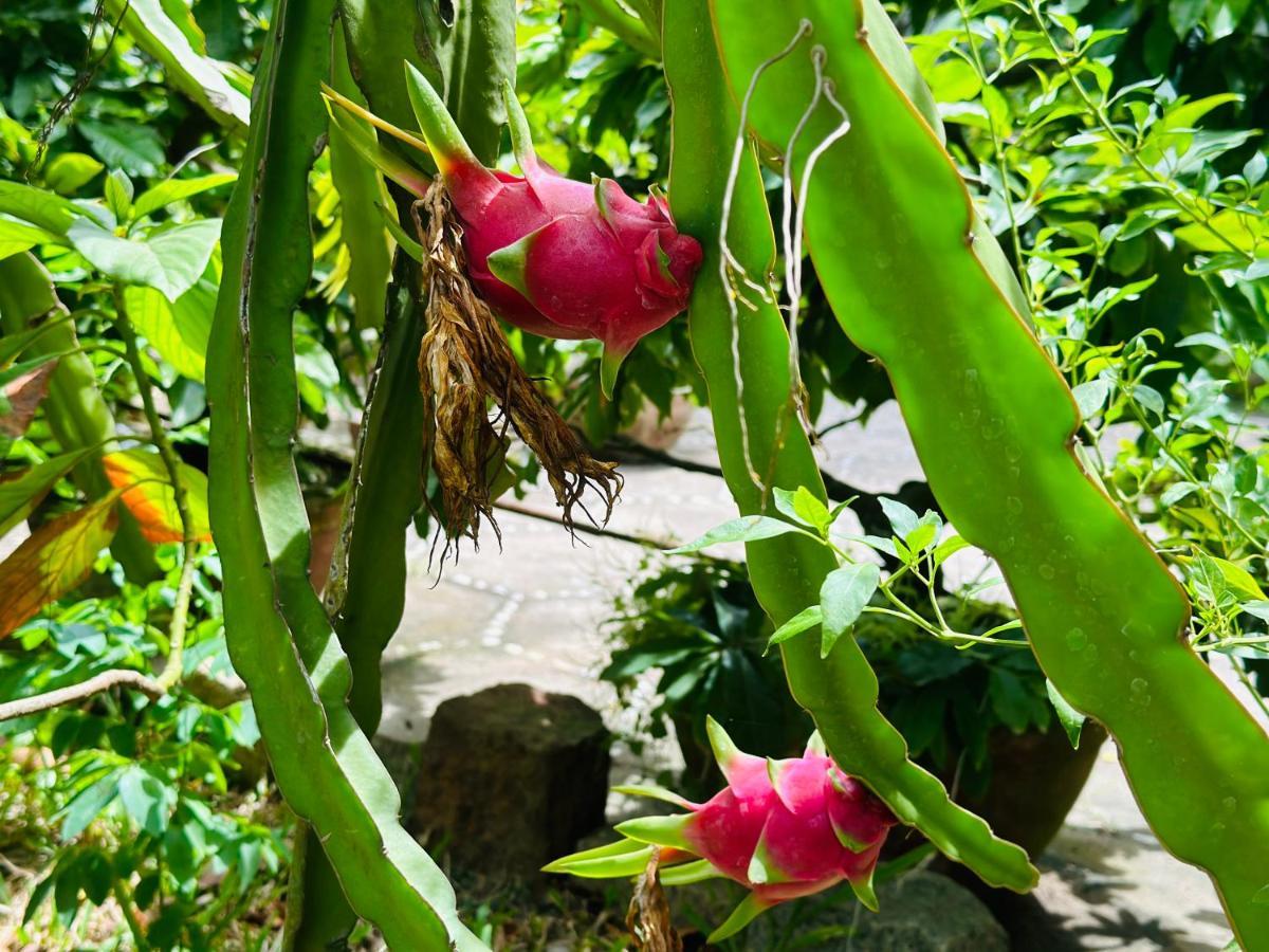 Do River Homestay Hoi An Dış mekan fotoğraf